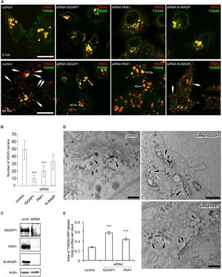 Identification of CDC42 Effectors Operating in FGD1-Dependent Trafficking at the Golgi